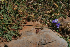 Limonium sinuatum sinuatum