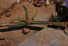 Limonium sinuatum sinuatum