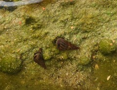 Melanoides tuberculata