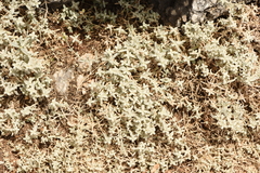 Cerastium candidissimum