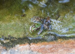 Pelophylax saharicus