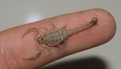 Mesobuthus mirshamsii