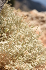 Cerastium candidissimum