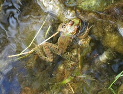 Pelophylax saharicus