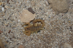 Mesobuthus mirshamsii