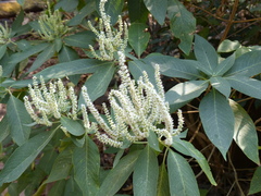 Colebrookea oppositifolia