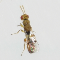 Eurytomidae