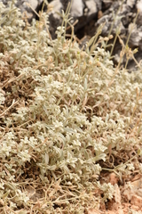 Cerastium candidissimum