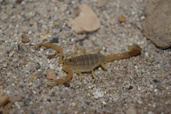 Mesobuthus mirshamsii