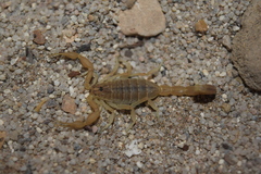 Mesobuthus mirshamsii