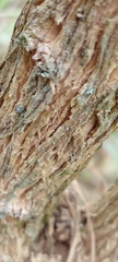Angiospermae