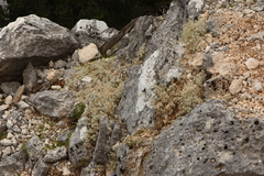 Cerastium candidissimum