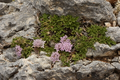 Pterocephalus bellidifolius