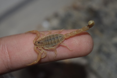 Mesobuthus mirshamsii