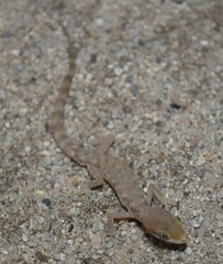 Tropiocolotes steudneri