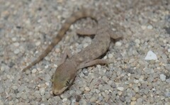 Tropiocolotes steudneri