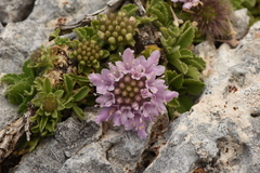 Pterocephalus bellidifolius