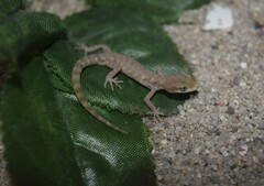 Tropiocolotes steudneri