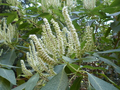 Colebrookea oppositifolia