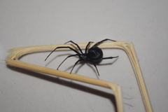 Latrodectus dahli