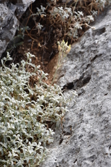 Cerastium candidissimum