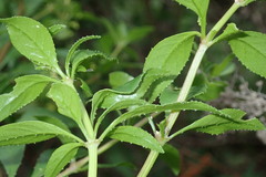 Rubia fruticosa image