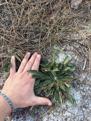 Carphephorus corymbosus