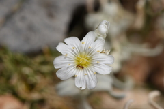 Cerastium candidissimum