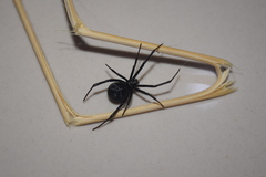 Latrodectus dahli
