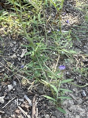Vicia ludoviciana