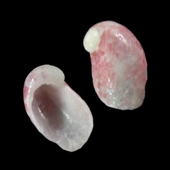 Stomatella planulata