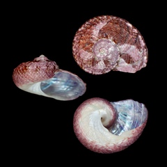 Stomatolina rubra