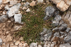Petrorhagia graminea