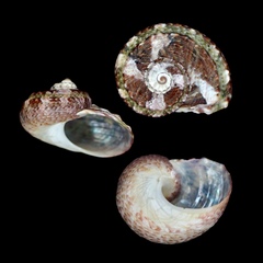 Stomatolina rubra