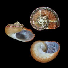 Stomatolina rubra