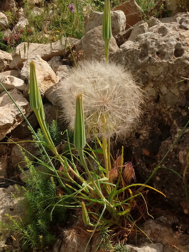 Tragopogon porrifolius subsp. porrifolius image