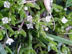 Crassula helmsii