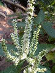 Colebrookea oppositifolia