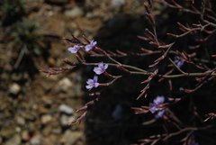 Limonium sitiacum