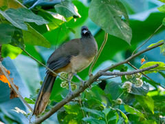 Ortalis poliocephala