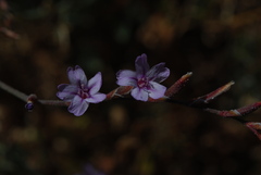 Limonium sitiacum