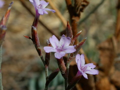Limonium sitiacum