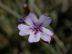 Limonium sitiacum