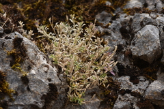 Aubrieta deltoidea