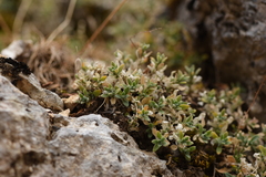Aubrieta deltoidea