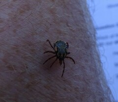 Amblyomma hebraeum