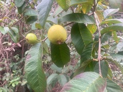 Psidium