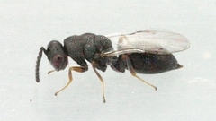 Eurytomidae