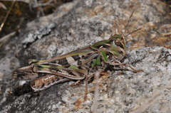 Oedaleus decorus