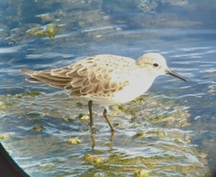 Calidris bairdii